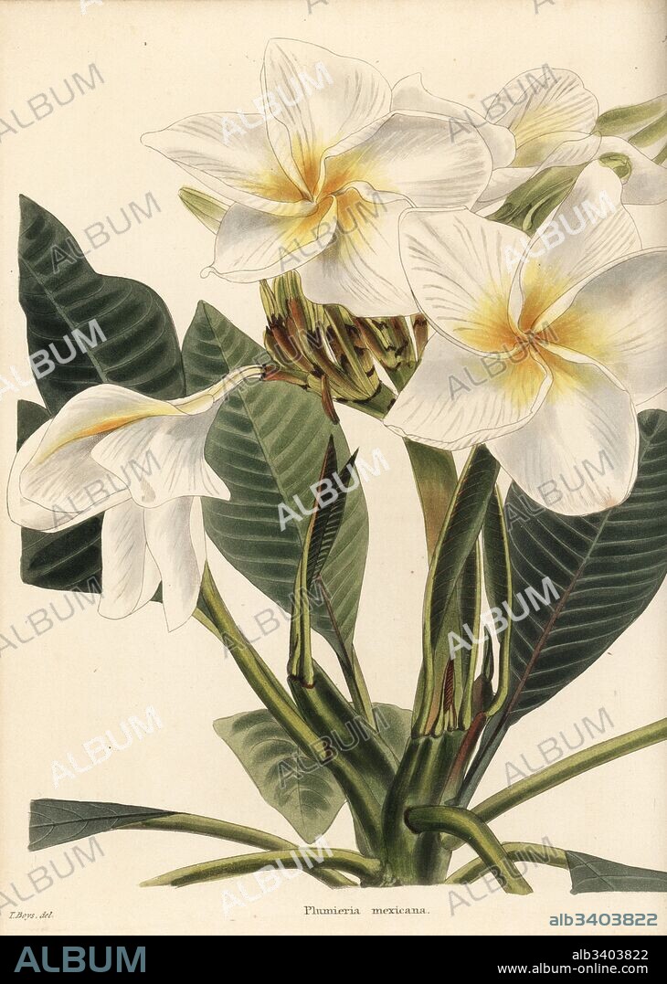 Frangipani, Plumeria rubra (Plumeria mexicana). Handcoloured copperplate engraving by George Cooke after Thomas Shotter Boys from Conrad Loddiges' Botanical Cabinet, Hackney, 1825.