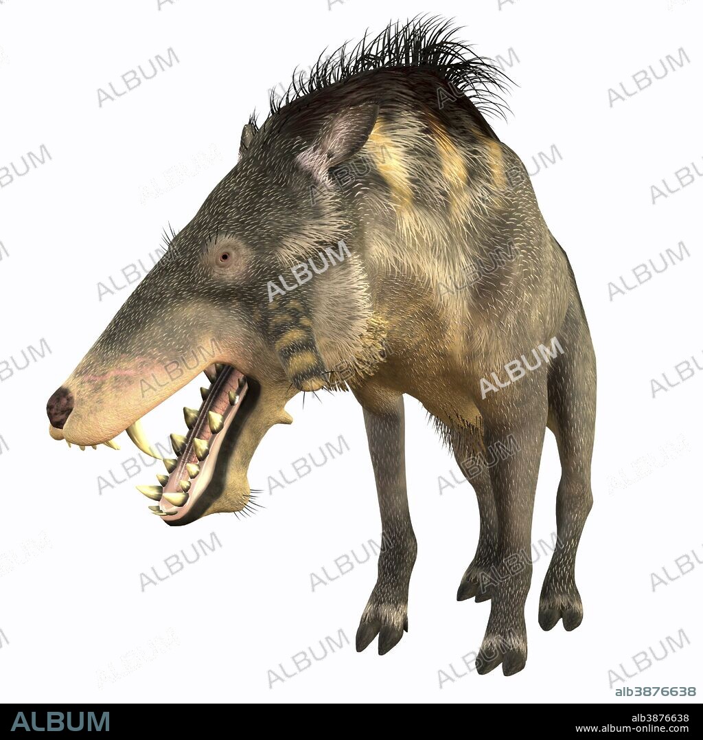 Entelodon was an omnivorous pig that lived in Europe and Asia in the Eocene through the Oligocene Periods.