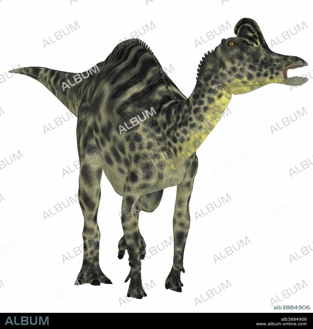 Velafrons duck-billed dinosaur. Velafrons was a large herbivorous hadrosaur that lived in Mexico during the Cretaceous Period.