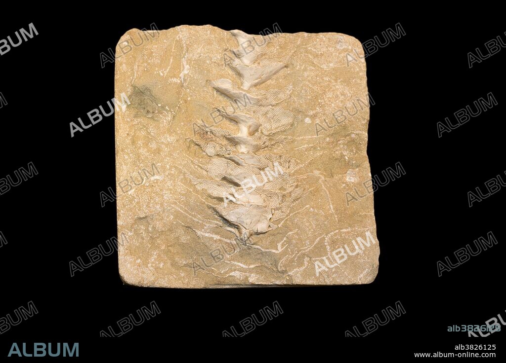 Fossil Bryozoan (Archimedes), Randolph County, Missouri, USA. Early Carboniferous, about 338 m.y.a. Specimen at Museum of the Earth, Ithaca, New York, USA.
