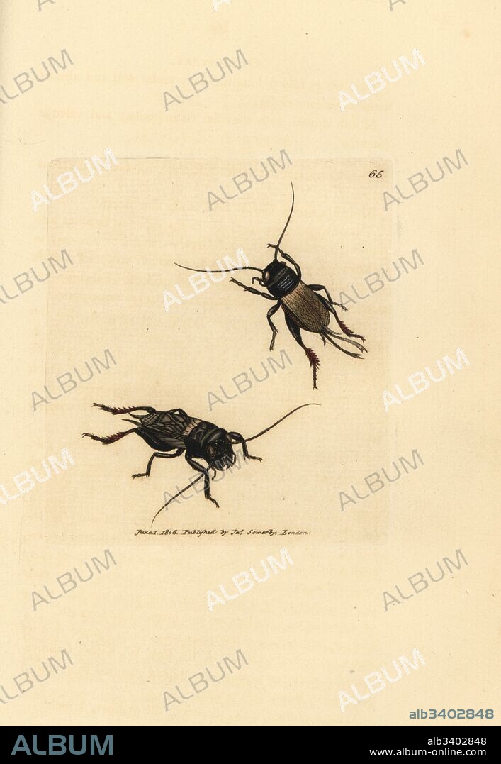 Field cricket, Gryllus campestris (Acheta campestris). Handcoloured copperplate engraving by James Sowerby from The British Miscellany, or Coloured figures of new, rare, or little known animal subjects, London, 1804.