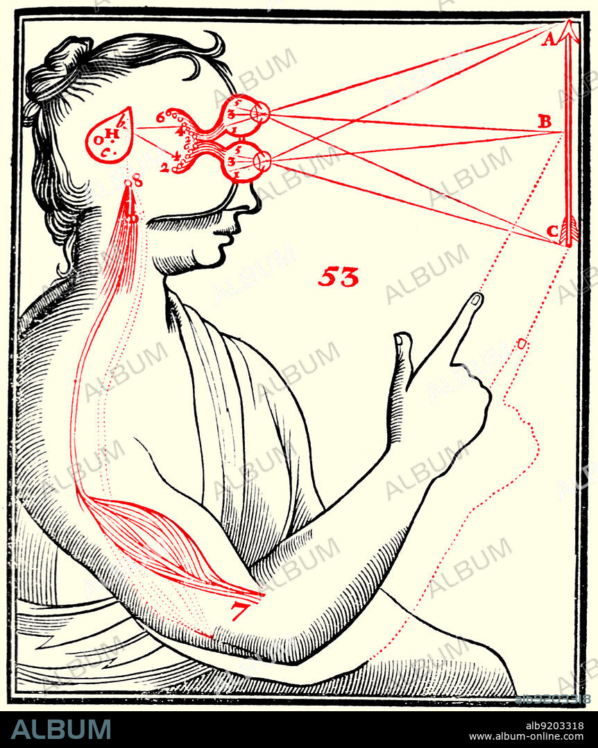 Woodcut of eyes on a human figure, represented above each other and focused on an arrow at right; lines extend from the eyes to the mid and terminal points of the arrow; also shown is portion of the brain responsible for automatic response. Appeared in Tractatus de homine, et de formatione foetus (1677) by Rene Descartes. The work shows the relationship between the sensory perception of an image and muscular action.
