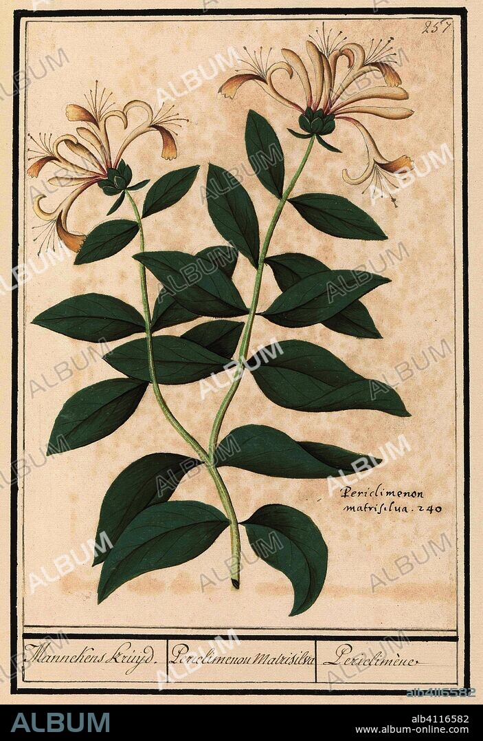 ANSELMUS BOËTIUS DE BOODT. Tuinkamperfoelie of gewone kamperfoelie (Lonicera caprifolium). Mannekens Kruijd. / Periclimenon Matrisilva / Periclimène (title on object). Draughtsman: Anselmus Boëtius de Boodt. Draughtsman: Elias Verhulst. Dating: 1596 - 1610. Place: Praag. Measurements: h 242 mm × w 172 mm.