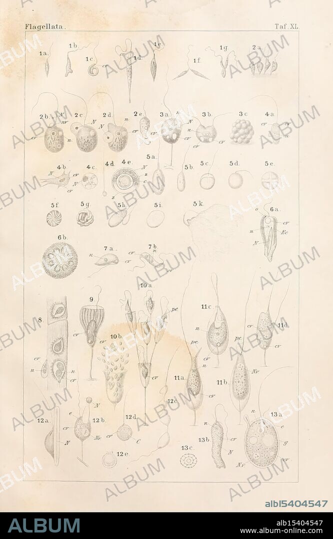Dr. H.G. Bronn's Klassen und Ordnungen des Thier-Reichs, Leipzig und Heidelberg, C. F. Winter, 1866, zoology, An illustrated collection showcasing various types of flagellate organisms, each meticulously labeled with corresponding numbers and letters for identification. The arrangement includes a diverse array of shapes and forms, ranging from elongated, whip-like structures to more rounded, complex figures. Some specimens feature distinct tails or flagella, while others display unique surface textures and patterns. The detailed rendering highlights the intricate biology of these microscopic entities, emphasizing their diversity and adaptability in different environments. This visual representation serves as an educational resource, capturing the essence of microorganism morphology in a scientific context.