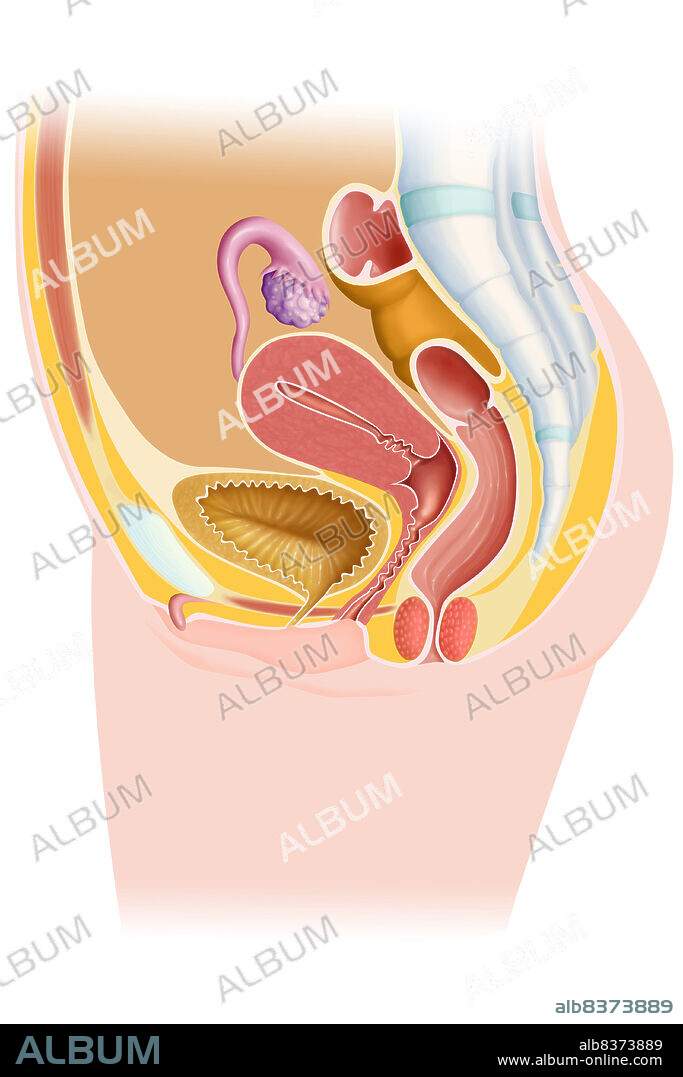 Anatomy of the female genital apparatus.