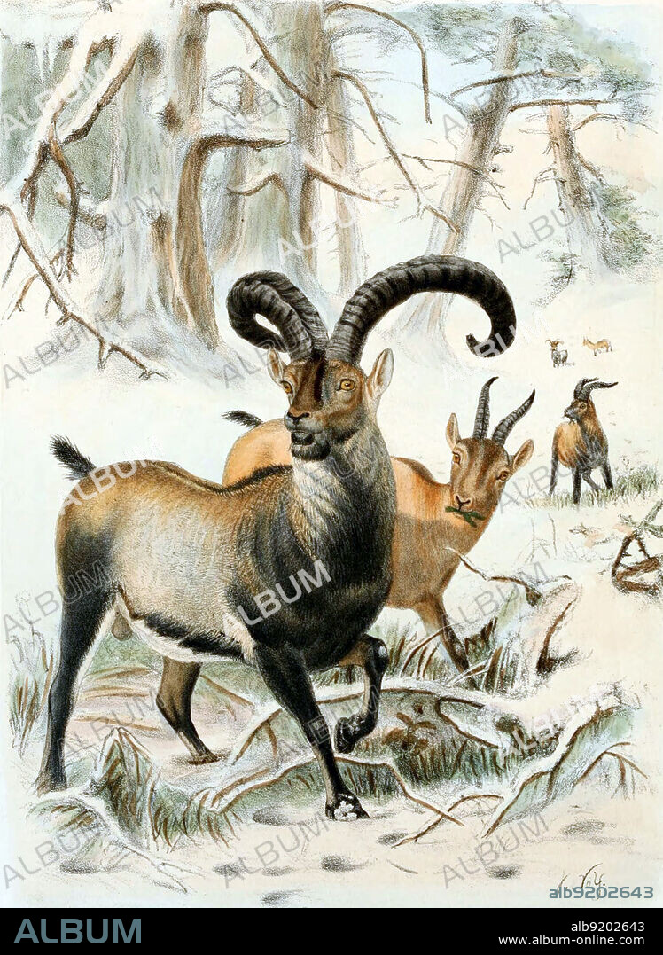 The Pyrenean ibex (Capra pyrenaica pyrenaica) was one of the four subspecies of the Iberian ibex or Iberian wild goat, a species endemic to the Pyrenees. This species was common during the Holocene and Upper Pleistocene. In January 2000, the Pyrenean ibex became extinct. An attempt in 2003 to revive the subspecies through cloning also failed, after the animal died from a lung defect minutes after birth. Illustration by Richard Lydekker, 1898, from a sketch by Joseph Wolf.