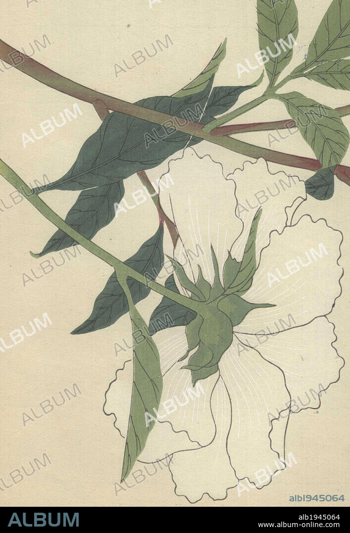 Large white peony flower (underside) with green stem and dark green leaves. Paeonia albiflora. Shakuyaku. . Colour-printed woodblock engraving by Kan'en Iwasaki from "Honzo Zufu," an Illustrated Guide to Medicinal Plants, 1884. Iwasaki (1786-1842) was a Japanese botanist, entomologist and zoologist. He was one of the first Japanese botanists to incorporate western knowledge into his studies.