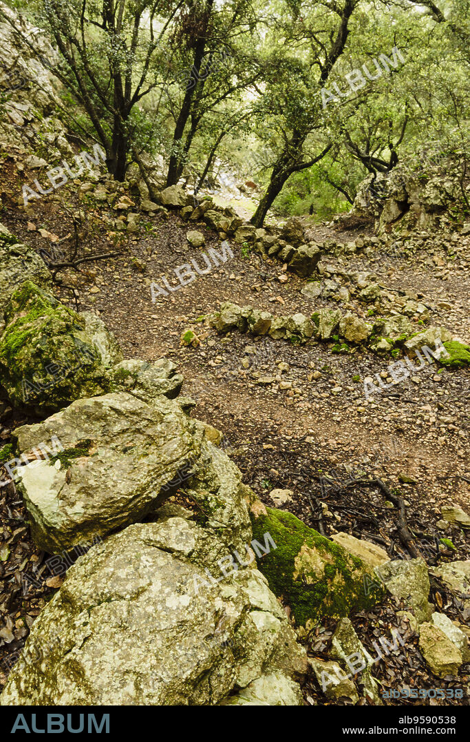 camino de Sa Bombarda, encinar de Son Matge,quercus ilex, Valldemossa, mallorca, islas baleares, españa, europa.