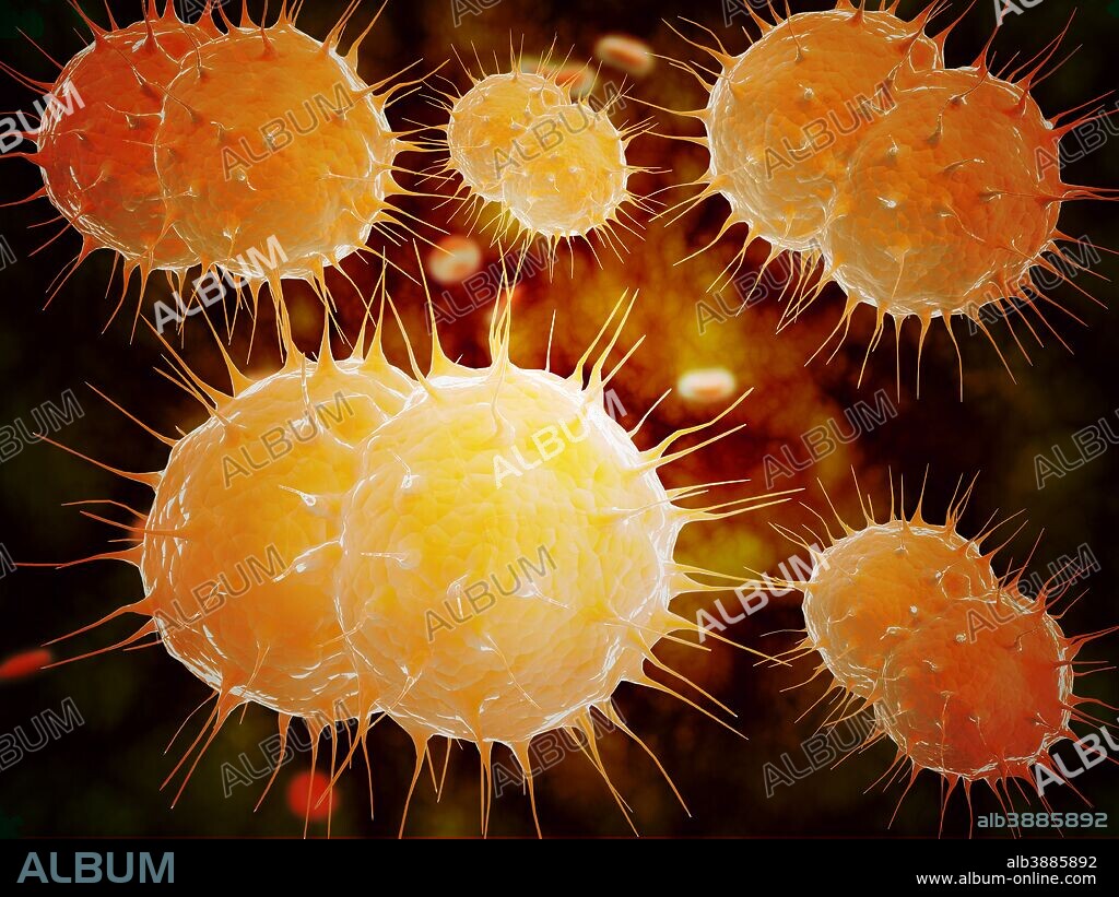 Microscopic view of Neisseria gonorrhoeae. Neisseria gonorrhoeae typically infects the mucous membranes causing infections such as urethritis, cervicitis, salpingitis, pelvic inflammatory disease, proctitis, conjunctivitis and pharyngitis.