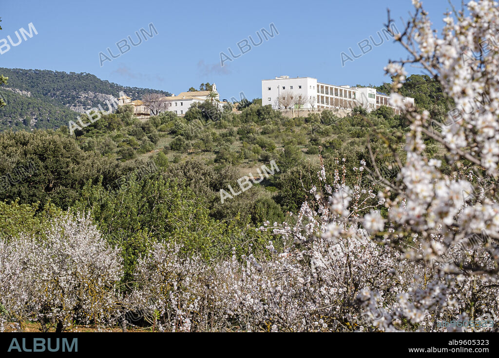 Joan March Hospital, Caubet, Bunyola, flowering almond tree, Bunyola, Mallorca, Balearic Islands, Spain.