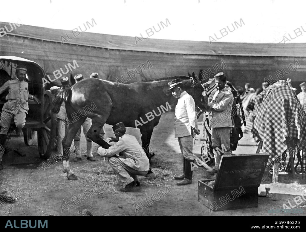 September 1909. Distinguished quota surpluses. Healing of a horse wounded in one of the Last Combats and Belonging to the 2nd Mounted Artillery Regiment, Camped in the Bullring of Melilla.