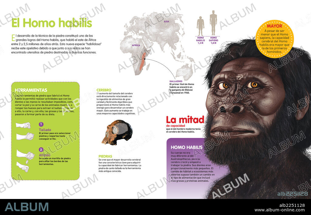El Homo habilis. Infografía acerca del Homo habilis, un homínido que habitó la Tierra hace 2-2,5 millones de años.