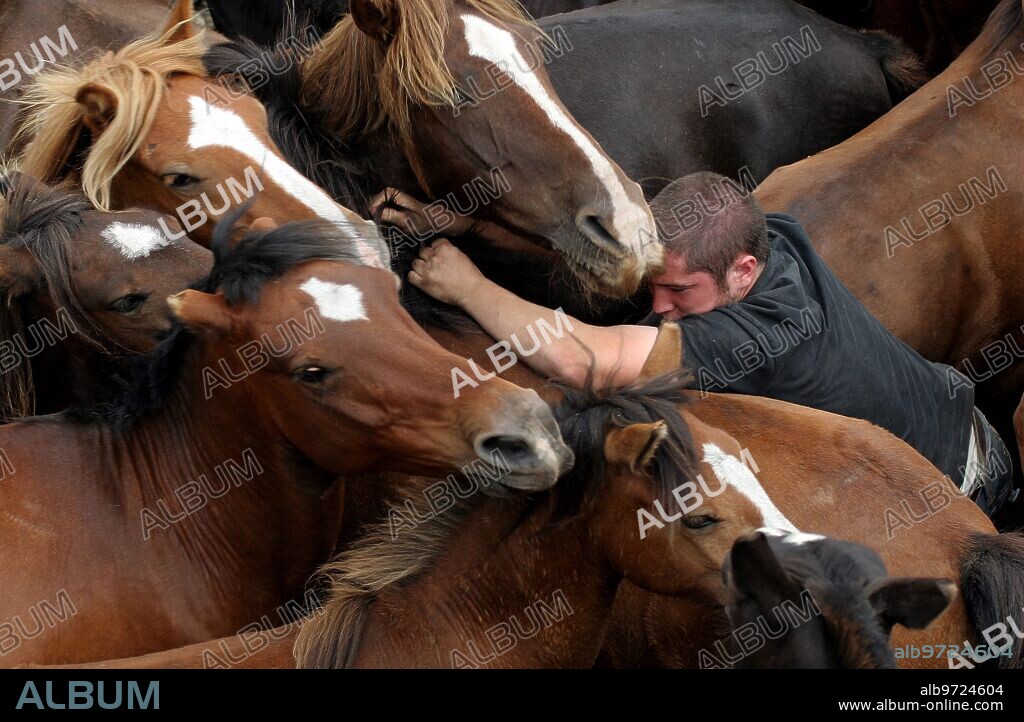 Sabucedo (Pontevedra). 09/07/2007.  "Rapa das bestas", una de las fiestas de mayor arraigo y tradición de Galicia. Consiste en trasladar a los caballos que se crían en libertad desde el monte hasta el "curro,  lugar en el que se les corta las crines y se marca a los animales más jóvenes.