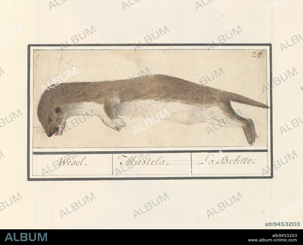 Dead weasel. Numbered upper right: 28. Part of the first album with drawings of quadrupeds. First of twelve albums with drawings of animals, birds and plants known around 1600, commissioned by emperor Rudolf II. With notes in Dutch, Latin and French, Weasel (Mustela nivalis) Wesel. / Mustela. / La Belette, draughtsman: Anselmus Boëtius de Boodt, draughtsman: Elias Verhulst, draughtsman: Praag, draughtsman: Delft, 1596 - 1610, paper, brush, h 76 mm × w 184 mm.