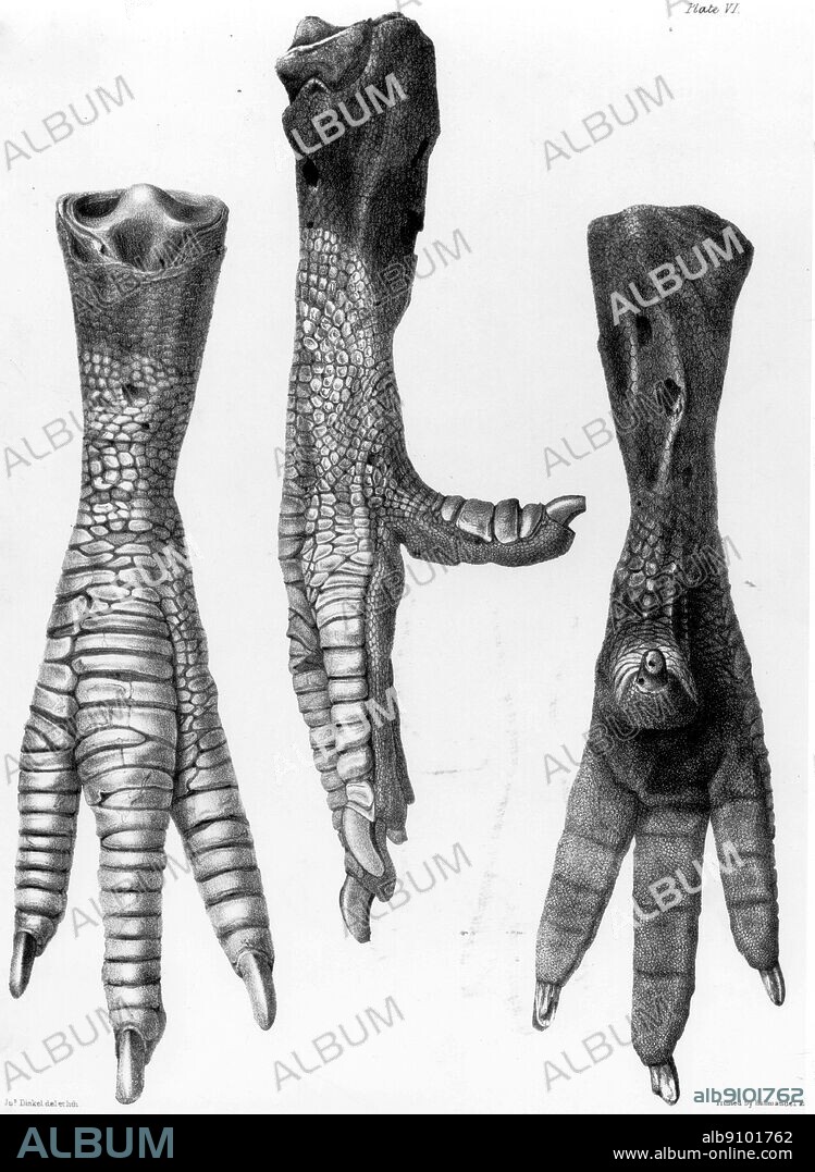 Side and back views of the Dodo foot preserved in the British Museum (Natura History). Lithograph from H.E. Strickland and A.G. Melville's The Dodo and its Kindred (London, 1848).