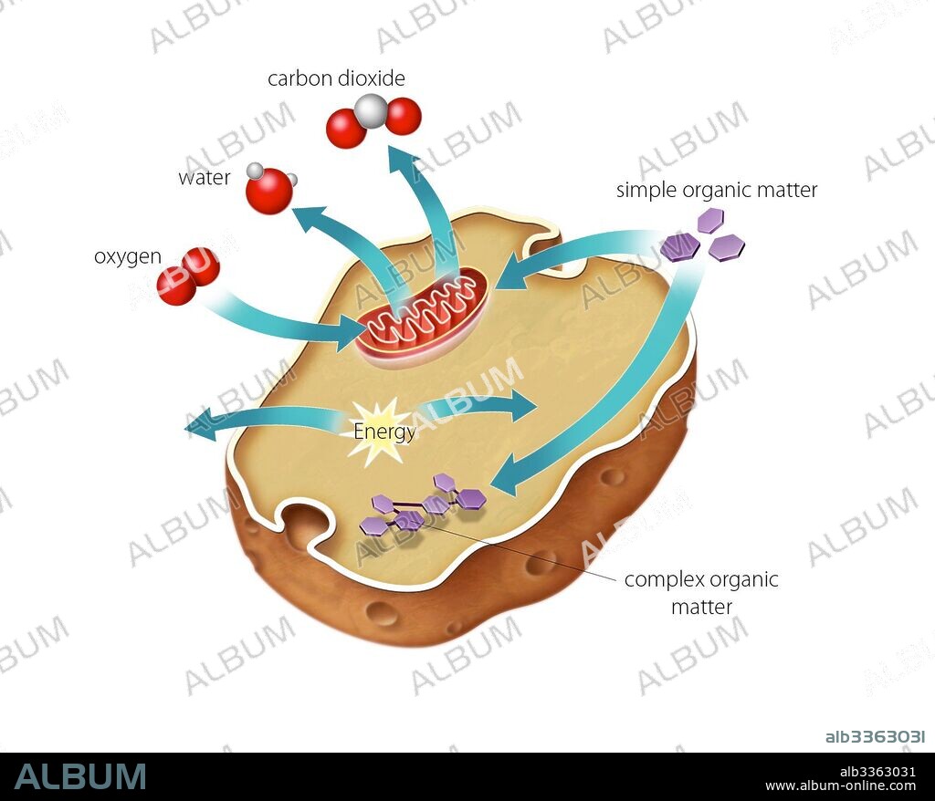 Respiración celular en una célula eucariota animal.