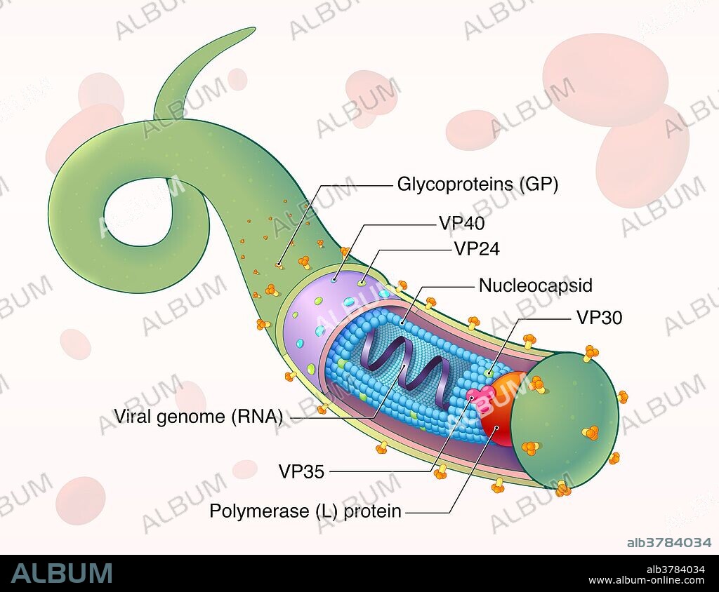 An illustrated diagram of the Ebola virus (EBOV), a virus responsible for severe hemorrhagic fever in humans and mammals, which can be transmitted through body fluids or natural reservoirs such as bats. The center of the virus contains a single-stranded, negative-sense RNA genome and a nucleocapsid containing viral proteins VP35 and VP30. The matrix contains viral proteins VP40 and VP24, while the outer viral envelope uses glycoprotein (GP) spikes to attach to host cells. Once the virus enters a host cell, the viral RNA is translated to produce additional viral proteins. The viral proteins are enveloped using the host cell's plasma membrane and released through the process of budding, which destroys the cell.