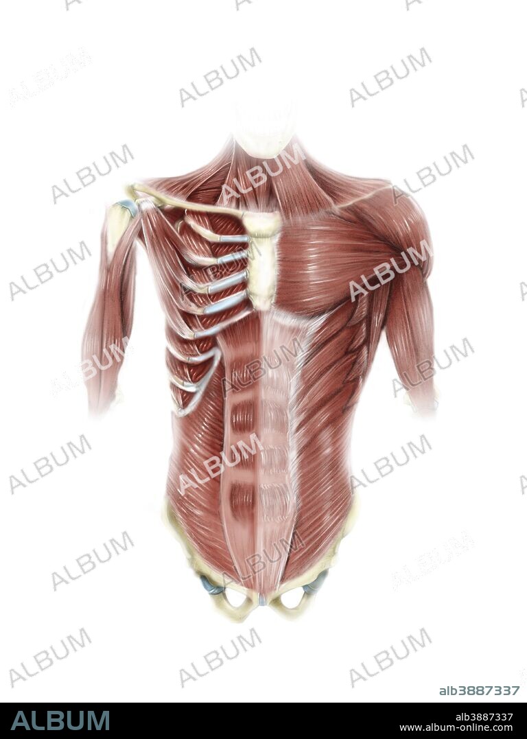 Digital illustration of muscles of the human torso, anterior view (no labels).