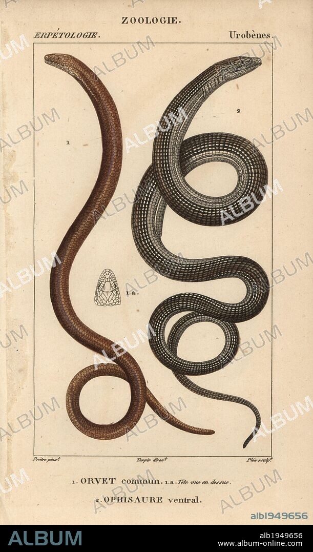 Slow worm, orvet commun, Anguis fragilis, and Eastern glass lizard, ophisaure ventral, Ophisaurus ventralis. Handcoloured copperplate stipple engraving from Jussieu's "Dictionnaire des Sciences Naturelles" 1816-1830. The volumes on fish and reptiles were edited by Hippolyte Cloquet, natural historian and doctor of medicine. Illustration by J.G. Pretre, engraved by Plee, directed by Turpin, and published by F. G. Levrault. Jean Gabriel Pretre (1780~1845) was painter of natural history at Empress Josephine's zoo and later became artist to the Museum of Natural History.