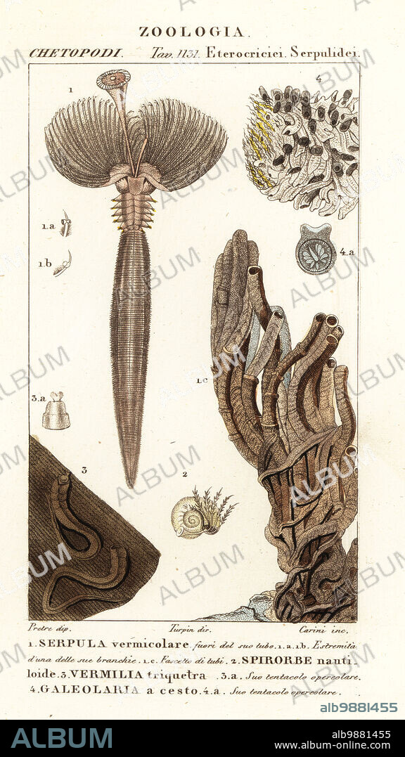 Fan worm, Serpula vermicularis 1, polychaete worm, Spirorbis corrugatus 2, tube-building annelid worm, Spirobranchus triqueter 3 and Galeolaria caespitosa 4. Serpula vermicolare, Spirorbe nantiloide, Vermilia triquetra, Galeolaria a cesto. Handcoloured copperplate stipple engraving from Antoine Laurent de Jussieu's Dizionario delle Scienze Naturali, Dictionary of Natural Science, Florence, Italy, 1837. Illustration engraved by Corsi, drawn by Jean Gabriel Pretre and directed by Pierre Jean-Francois Turpin, and published by Batelli e Figli. Turpin (1775-1840) is considered one of the greatest French botanical illustrators of the 19th century.