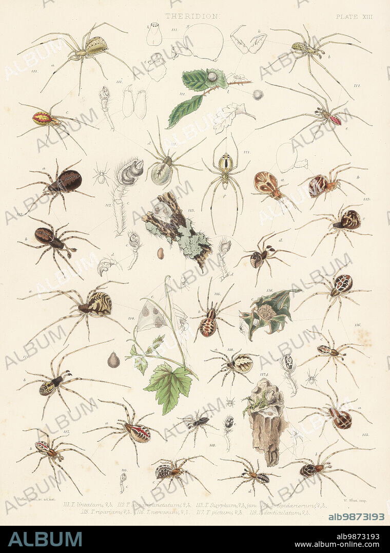 Common house spider, Achaearanea tepidariorum 114, Achaearanea riparia 115, tangle-web spider, Theridion sisyphium 116, cobweb spiders, Theridion pictum 117, and Theridion melanurum 118. Handcoloured lithograph by W. West after Tuffen West from John Blackwalls A History of the Spiders of Great Britain and Ireland, Ray Society, London, 1861.