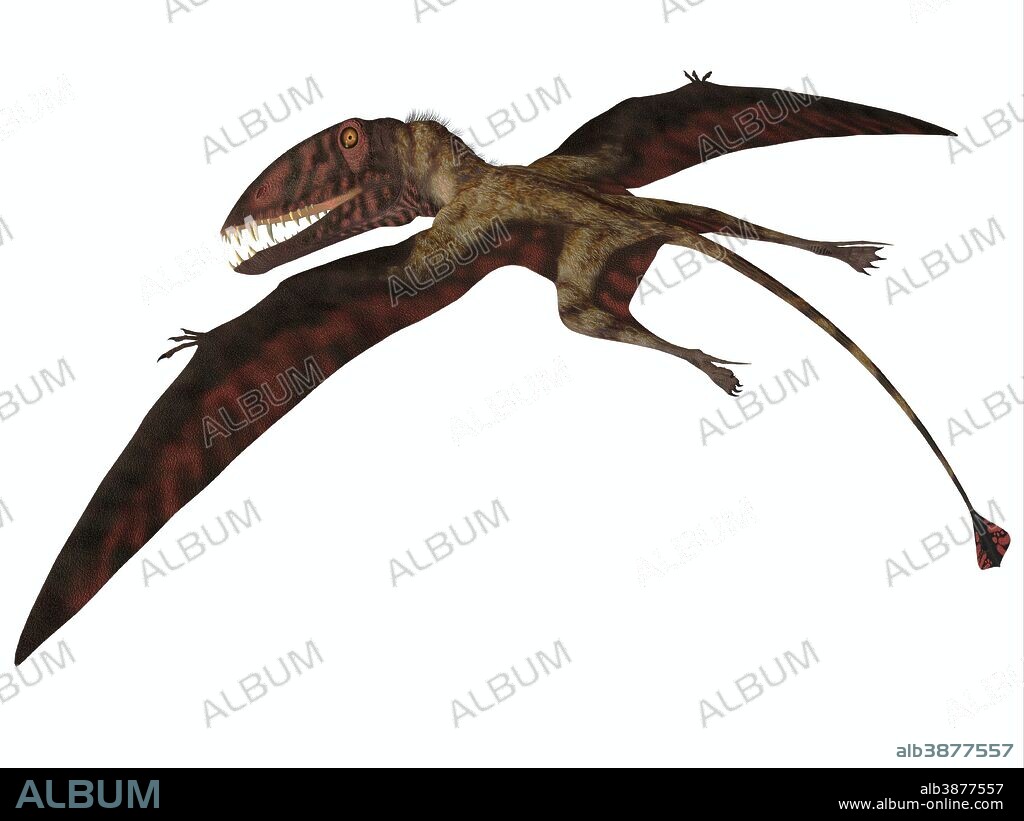 Dimorphodon was a carnivorous flying pterosaur that liived in the Jurassic Period of England.