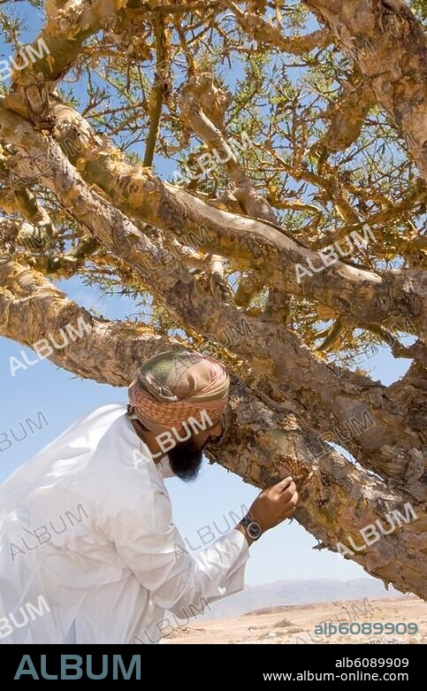 OM, Oman, bei Salalah, Weihrauchbaum.