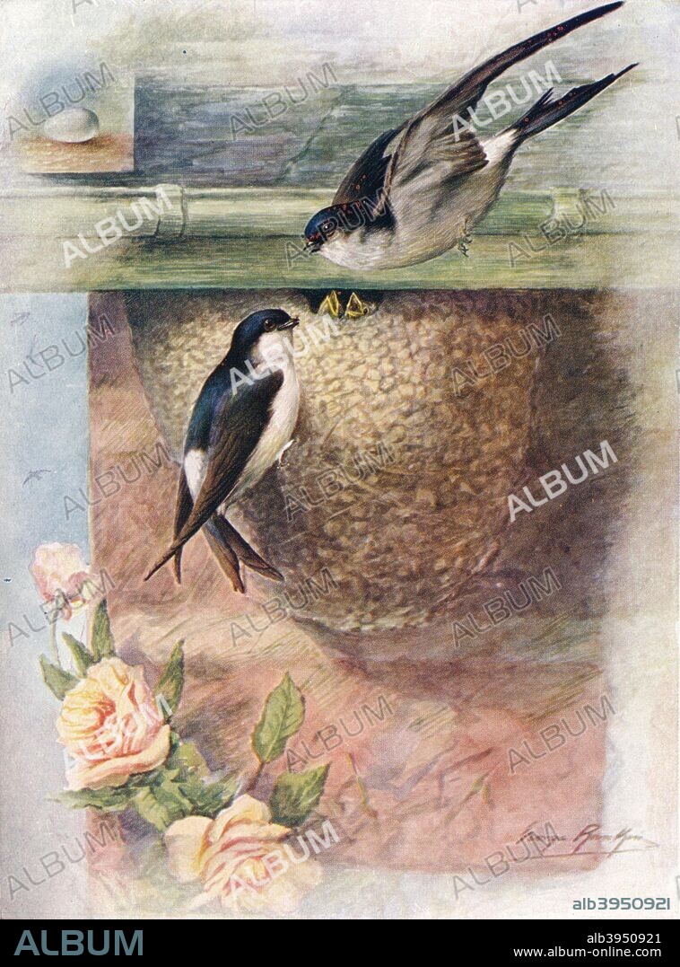 'Martin - chel'idon ur'bica', c1910, (1910). From Britain's Birds and Their Nests, by A. Landsborough Thomson. [The Waverley Book Company, Limited, W. & R. Chambers, Limited, London & Edinburgh, 1910].