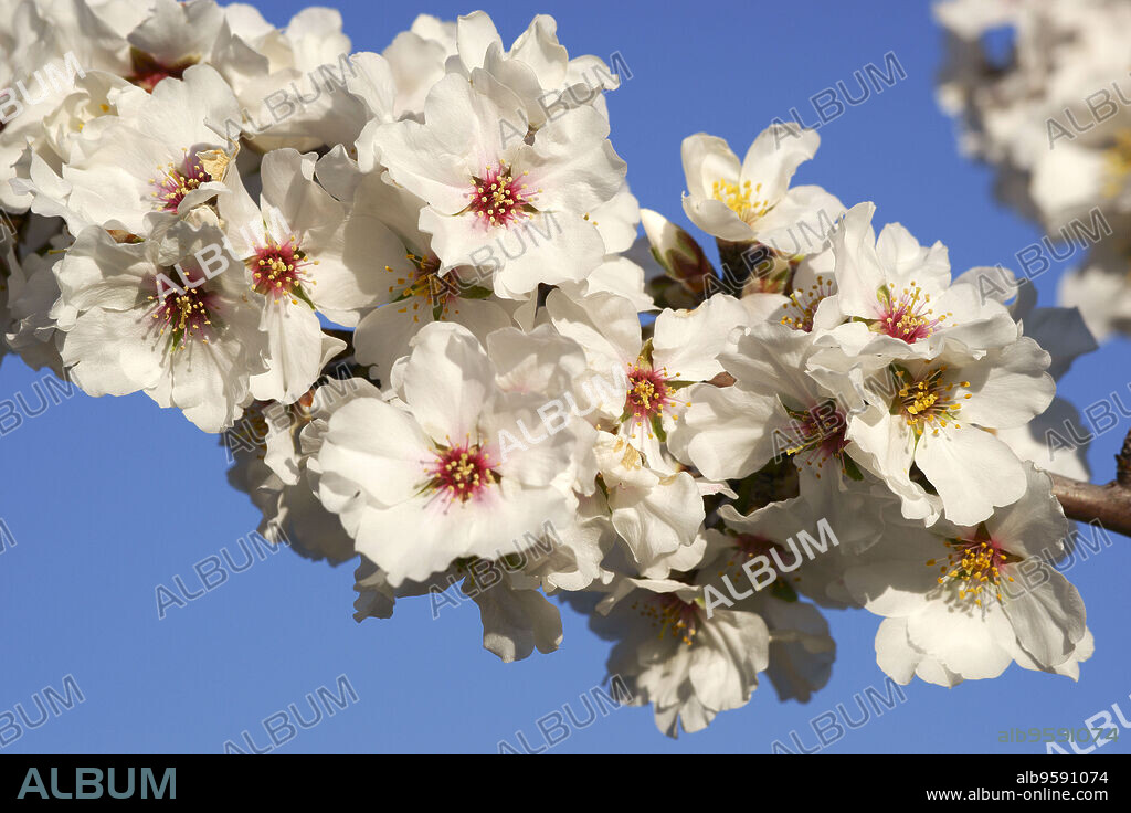 Almendros en flor. Cami de S' aguila. llucmajor.Mallorca.Islas Baleares. España.