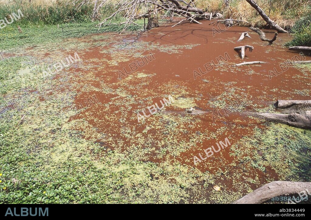 Algal bloom (Euglena sp.). Red pigment may be protection against ultraviolet rays. Baker Wetlands near Lawrence, KS.