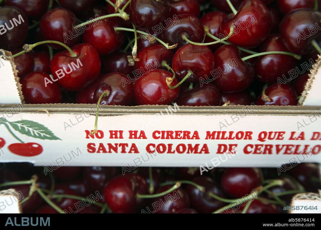 Santa Coloma de Cervelló; Festa de la Cirera / Fiesta de la Cereza (fines de mayo).