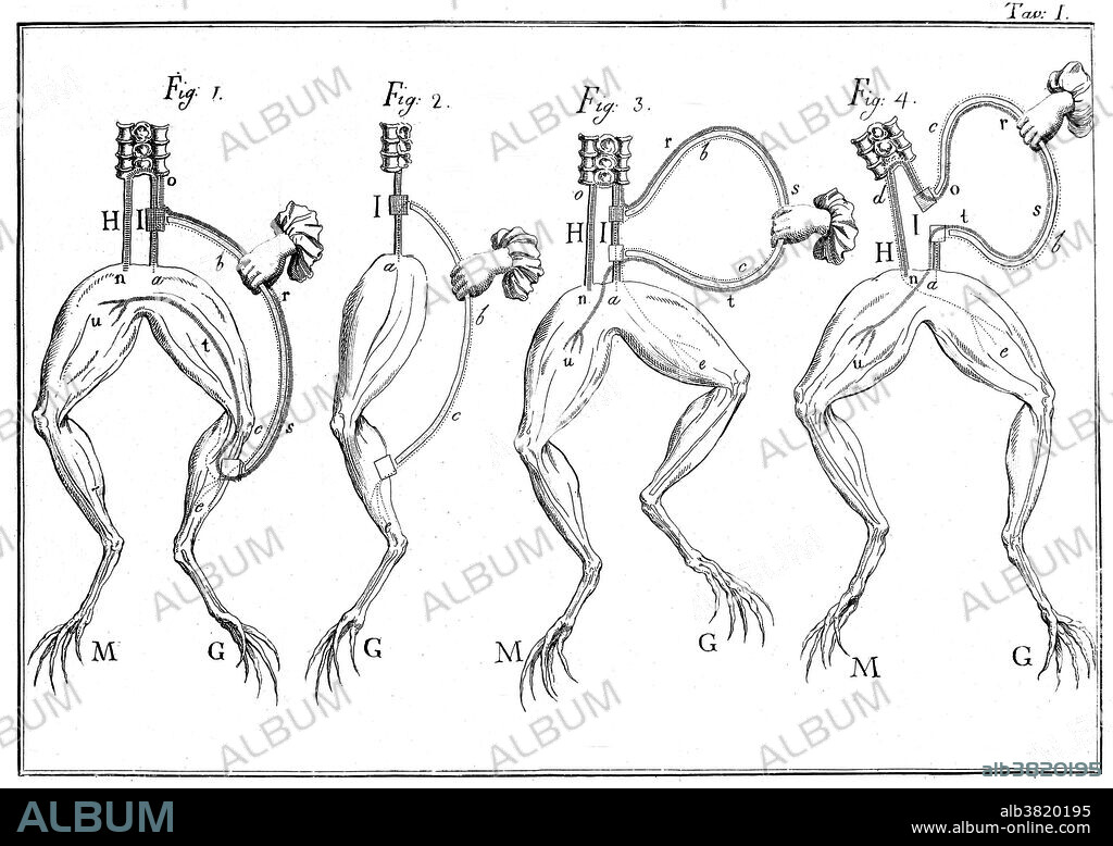 Luigi Galvani (1737-1798), an Italian physician and physicist, began his researches into electrophysiology in the late 1770s. He noticed that the muscles of a frog twitched and contracted when two different metals, shaped into arcs, were placed on the frogÃ­s spinal cord and leg. He used similar arcs in his fa-mous frog experiments of 1786 where he claimed that the contraction of the muscle was due to "animal electricity." Later disproved, this idea stated that the electrical current was produced by living tissues in the body.