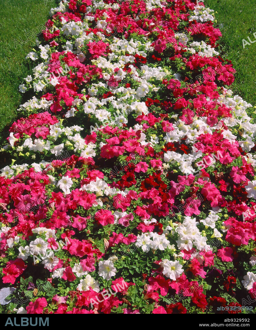 PETUNIAS EN LOS JARDINES DE LA ROSALEDA.