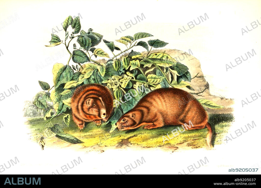 Gunnisons Präriehund, Cynomys gunnisoni, eine Hörnchenart aus der Gattung der Präriehunde, digital restaurierte Reproduktion einer Originalvorlage aus dem 19. Jahrhundert, genaues Originaldatum nicht bekannt / Gunnison's prairie dog, Cynomys gunnisoni, historical, digital improved reproduction of an original from the 19th century.