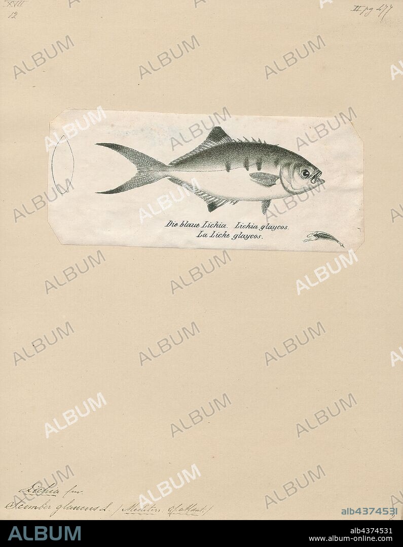 Lichia glauca, Print, Leerfish, The leerfish or garrick (Lichia amia) is a species of marine fish in the family Carangidae, and is native to the Mediterranean and the coastal waters of western Africa to the coastal waters of eastern South Africa.Also recorded in the Black Sea. These fish can reach 1.5 m in length and 18.8 kg in weight. They inhabit the coastal wave zone where they form small shoals to hunt other smaller fish, favouring Pomatomus saltatrix., 1700-1880.