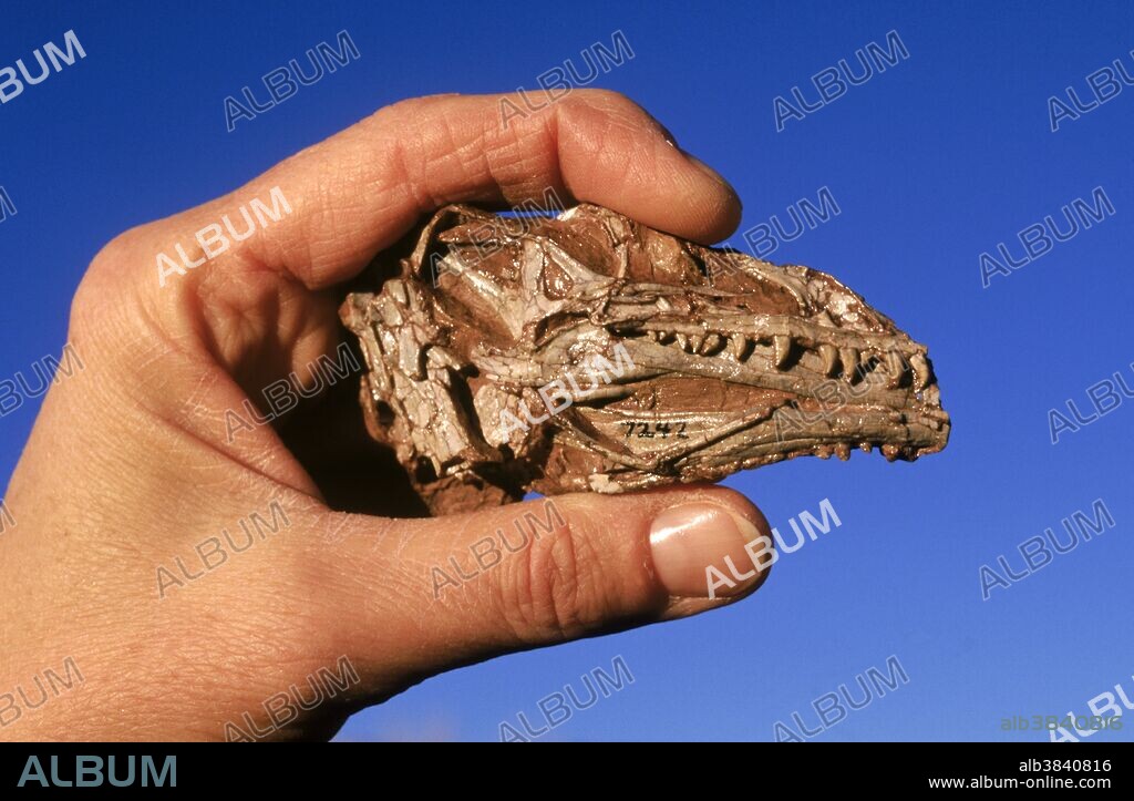Skull of the dinosaur Coelophysis bauri, in Ghost Ranch, New Mexico.