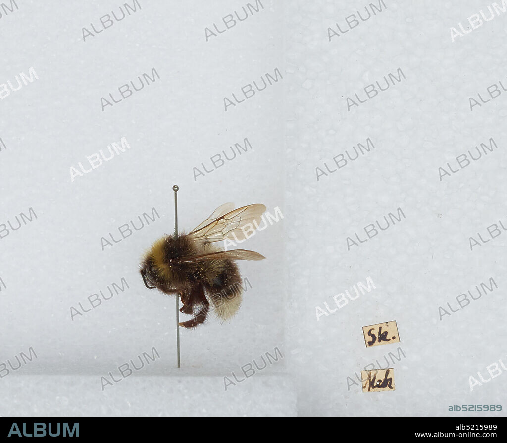 Bombus (Psithyrus) bohemicus Seidl, Animalia, Arthropoda, Insecta, Hymenoptera, Apidae, Apinae.
