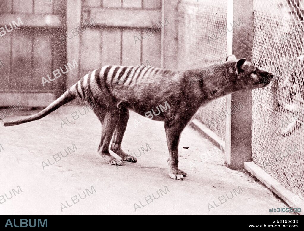 Now extinct, Tasmanian Tiger (thylacine) in Hobart Zoo Tasmania;Australia. 1933.