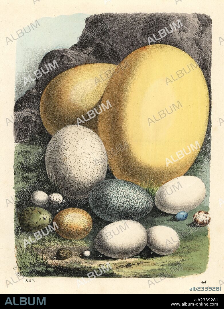 Large bird eggs: elephant bird, Aepyornis maximus (extinct) 1,2, ostrich, Struthio camelus 3, southern cassowary, Casuarius casuarius 4, Andean condor, Vultur gryphus 5, bearded vulture, Gypaetus barbatus 6, white-tailed eagle, Haliaeetus albicilla 7, Eurasian sparrowhawk, Accipiter nisus 8, Baltimore oriole, Icterus galbula 9, song thrush, Turdus philomelos 10, ruby-topaz hummingbird, Chrysolampis mosquitus 11, etc. Handcoloured lithograph from Carl Hoffmann's Book of the World, Stuttgart, 1857.