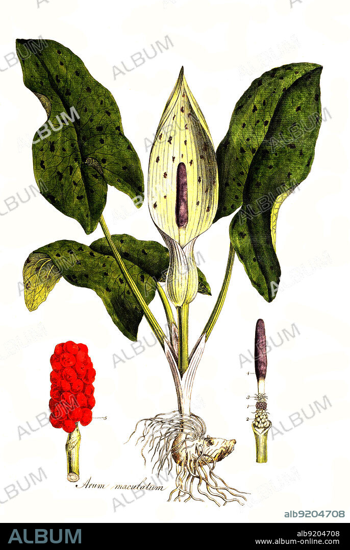 Gefleckter Aronstab, Arum maculatum / Arum maculatum, common names including Adam and Eve, adder's meat, adder's root, arum, wild arum, arum lily, bobbins, cows and bulls, cuckoopint, cuckoo-plant, devils and angels, friar's cowl, jack in the pulpit, lamb-in-a-pulpit, lords-and-ladies, naked boys, snakeshead, starch-root, and wake-robin, historical, digital improved reproduction of an original from the 19th century / digital restaurierte Reproduktion einer Originalvorlage aus dem 19. Jahrhundert, genaues Originaldatum nicht bekannt.