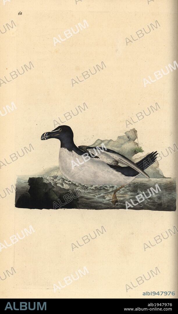 Razorbill, Alca torda. Handcoloured copperplate drawn and engraved by Edward Donovan from his own "Natural History of British Birds," London, 1794-1819. Edward Donovan (1768-1837) was an Anglo-Irish amateur zoologist, writer, artist and engraver. He wrote and illustrated a series of volumes on birds, fish, shells and insects, opened his own museum of natural history in London, but later he fell on hard times and died penniless.