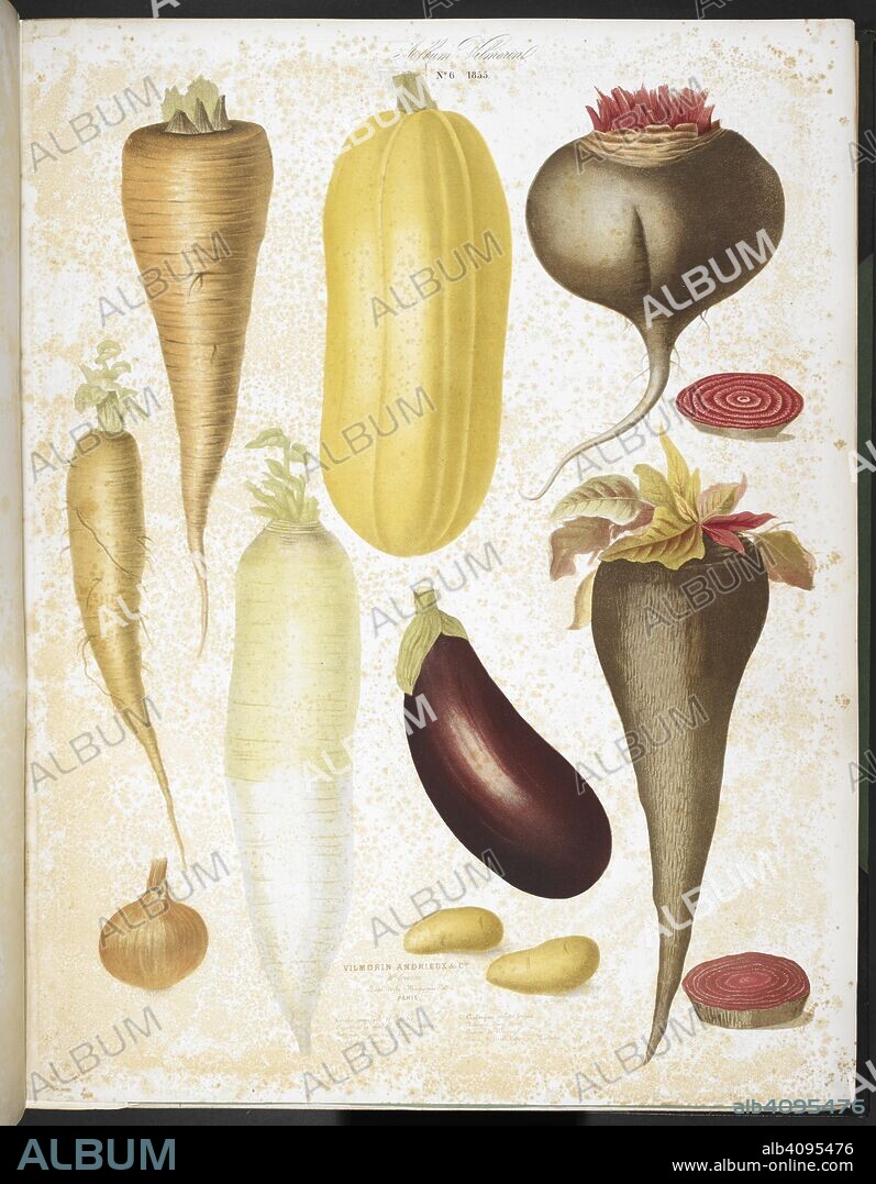PIERRE LÃ©VÃªQUE DE VILMORIN. A selection of vegetables, including aubergine, onion, carrot, and potato.  . Album Vilmorin. [68 Coloured plates of vegetables and flowers, printed by E. Champin and Mlle. Coutance.]. Paris, [1850]. Source: N.Tab.2004/11 plate 6. Language: French.