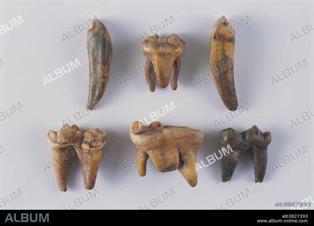 Fossil cave bear (Ursus uralensis) teeth from the Ural Mountains in Russia. Cave bears lived during the Pleistocene Epoch.
