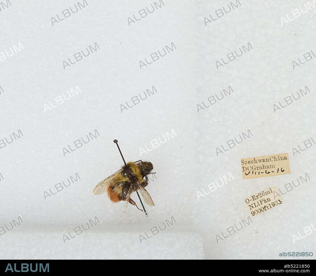 26 mi N Li Fan, Sichuan, China, Bombus sp., Animalia, Arthropoda, Insecta, Hymenoptera, Apidae, Apinae.