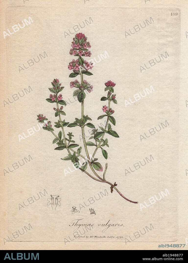 Thyme, Thymus vulgaris. Handcolored copperplate engraving from a botanical illustration by James Sowerby from William Woodville and Sir William Jackson Hooker's "Medical Botany" 1832. The tireless Sowerby (1757-1822) drew over 2,500 plants for Smith's mammoth "English Botany" (1790-1814) and 440 mushrooms for "Coloured Figures of English Fungi " (1797) among many other works.