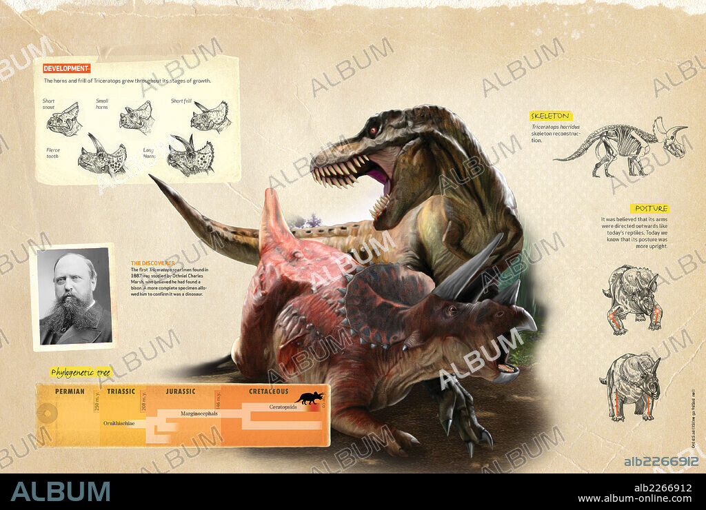 Características del Triceratops. Infografía sobre algunas de las características del Triceratops, su árbol filogenético y su descubridor.