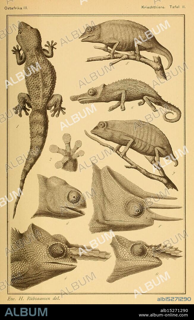 Die Kriechthiere Deutsch-Ost-Afrikas: Berlin, Geographische Verlagsbuchhandlung Dietrich Reimer, 1897. Tanzania, reptiles, This illustration features a collection of various reptiles and amphibians, highlighting their unique anatomical structures. At the top is a detailed depiction of a gecko, showcasing its body and limbs. Below are several chameleons, each emphasizing distinct features such as skin texture and tail curvature. The arrangement also includes close-ups of the heads of different species, illustrating their intricate facial structures and adaptations for their environments. Each specimen is labeled, providing insights into their classification and characteristics, reflecting a focus on zoological study and the diversity within reptilian and amphibian life.