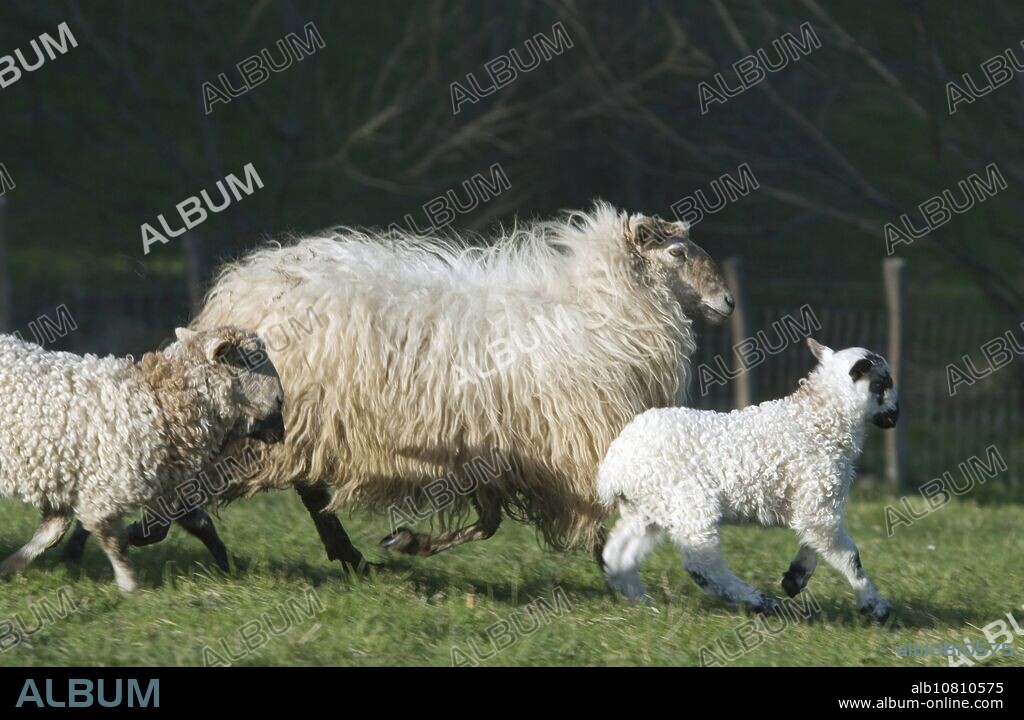 Sheep Latza, Aztiria, Gabiria, Gipuzkoa, Basque Country, Spain.