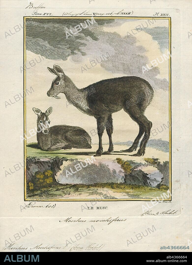 Moschus moschiferus, Print, The Siberian musk deer (Moschus moschiferus) is a musk deer found in the mountain forests of Northeast Asia. It is most common in the taiga of southern Siberia, but is also found in parts of Mongolia, Inner Mongolia, Manchuria and the Korean peninsula., 1700-1880.