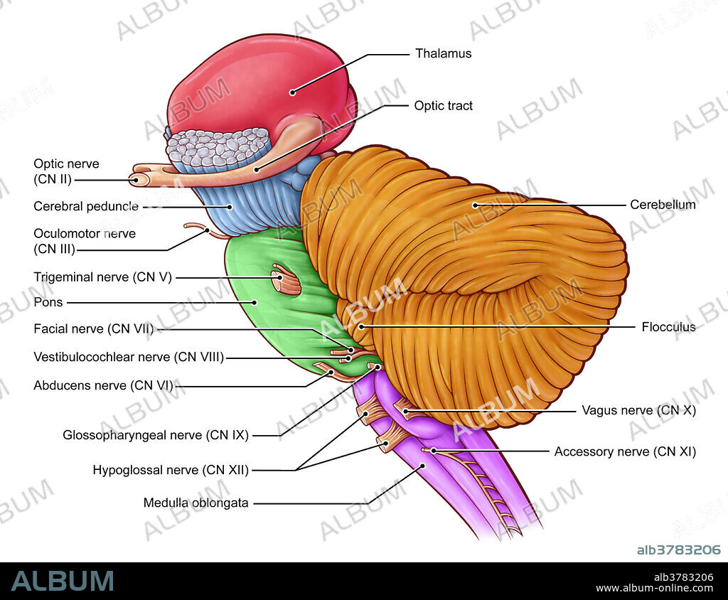 An illustration of the diencephalon, brainstem and cerebellum.